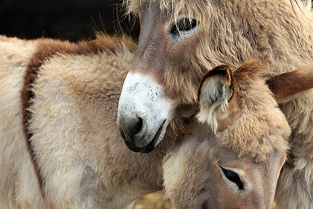 rando avec des ânes festival extraverties suisse normande
